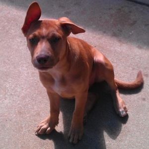 Meet your Posher, Janet