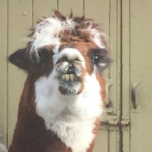 Meet your Posher, Kim