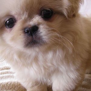 Meet your Posher, Carol