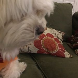 Meet your Posher, Lisa