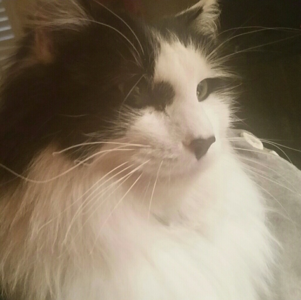 Meet your Posher, Hailey