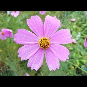 Meet your Posher, Daniela