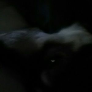 Meet your Posher, Candy