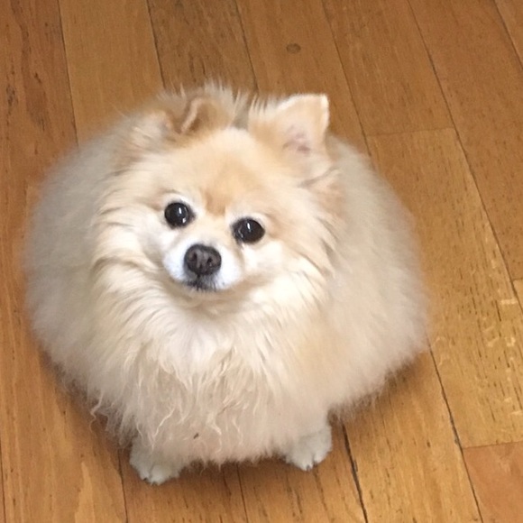 Meet your Posher, Mickey - Picture 1 of 1