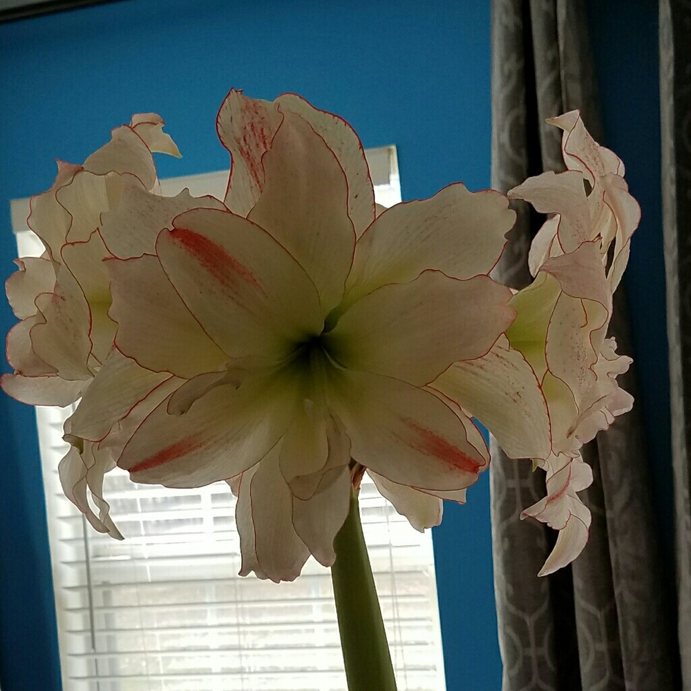 Meet your Posher, Brianda