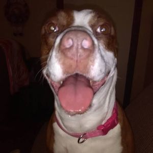 Meet your Posher, Donna