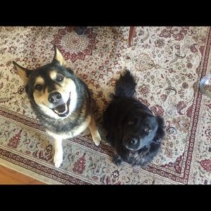 Meet your Posher, Casey