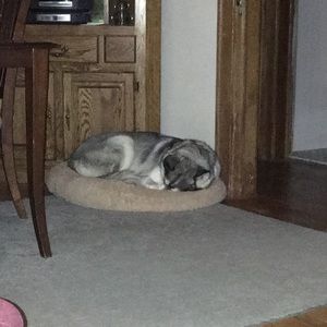 Meet your Posher, Susan