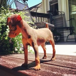 Meet your Posher, Kathy pauley