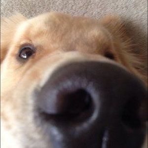 Meet your Posher, Adam