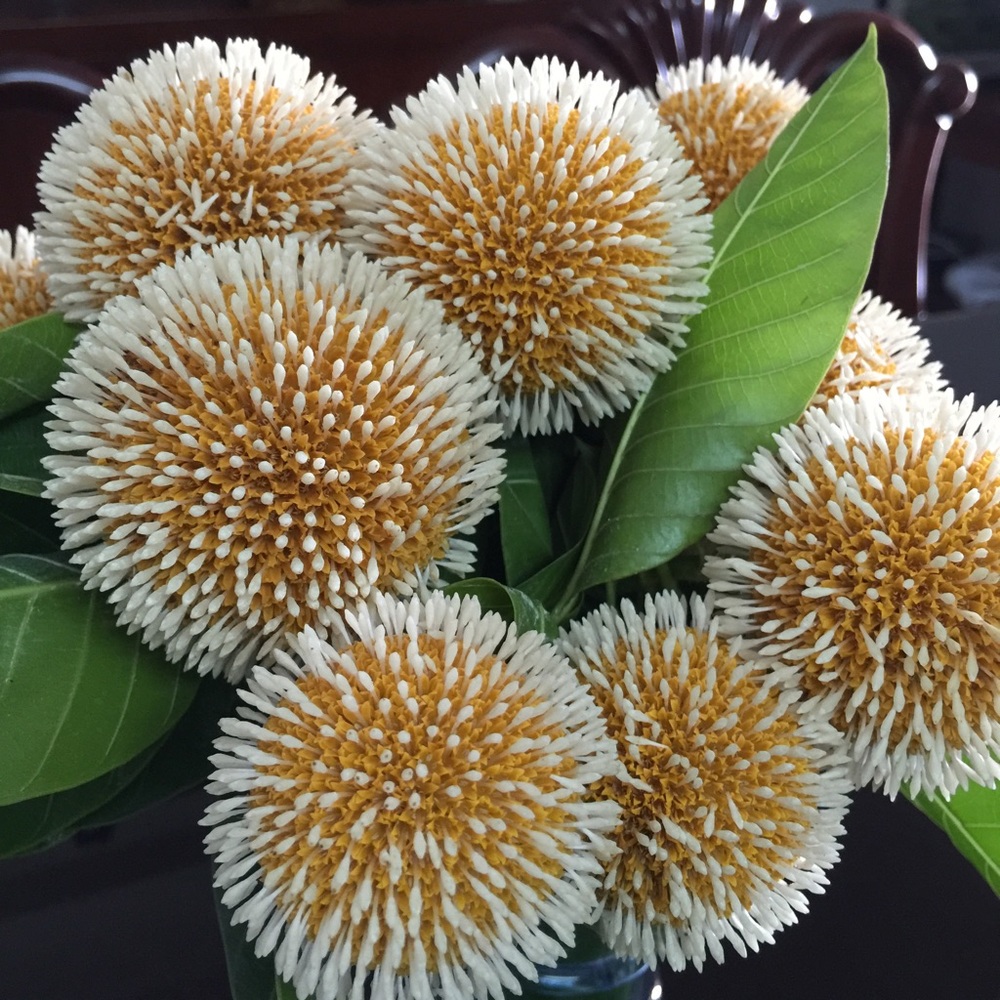 Meet your Posher, Fabliha