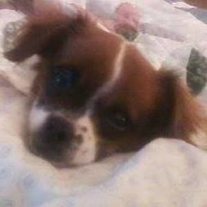 Meet your Posher, Dorian