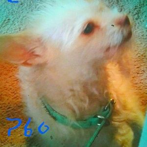 Meet your Posher, Leslie