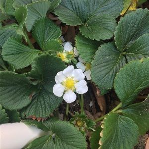 Meet your Posher, Laura