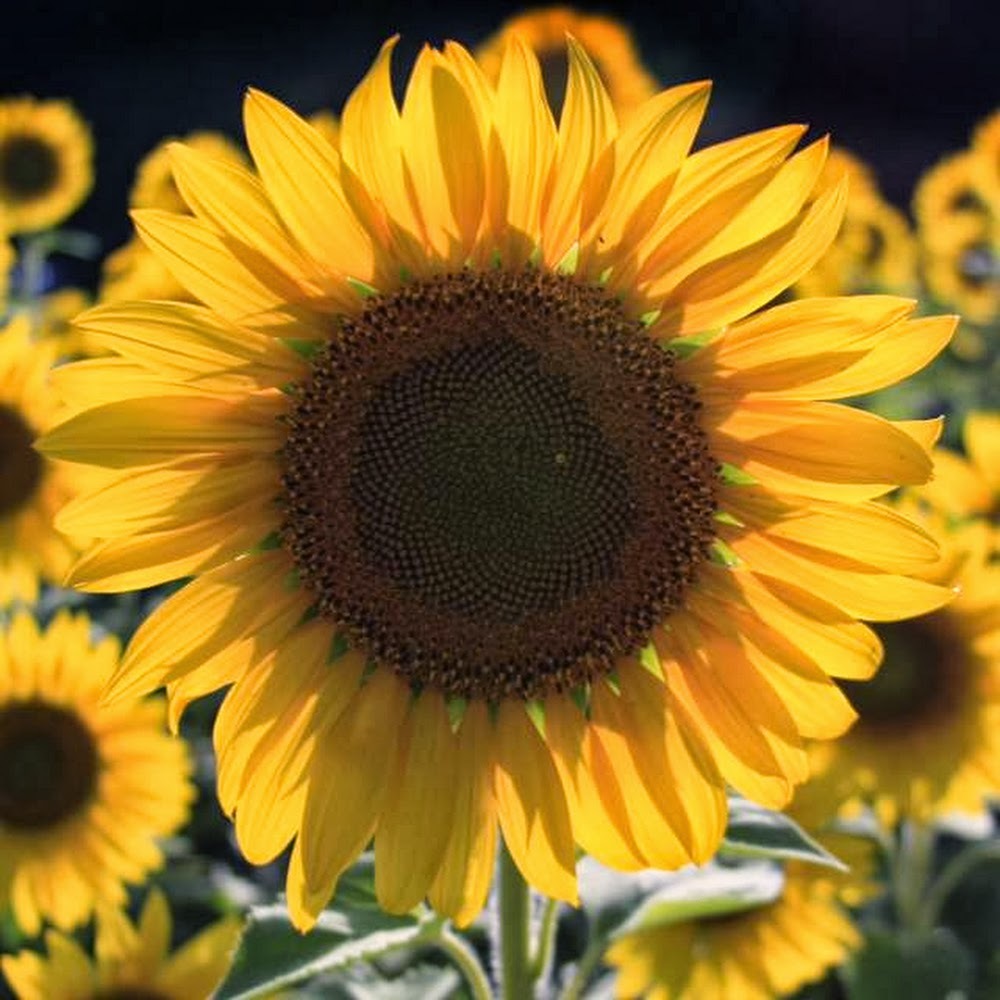 Meet your Posher, A.