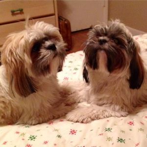 Meet your Posher, Zori