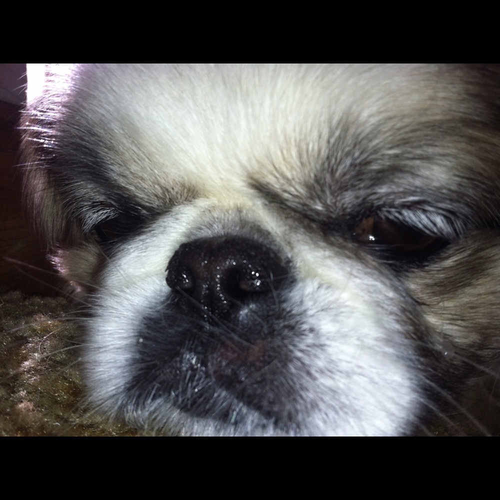 Meet your Posher, Jane