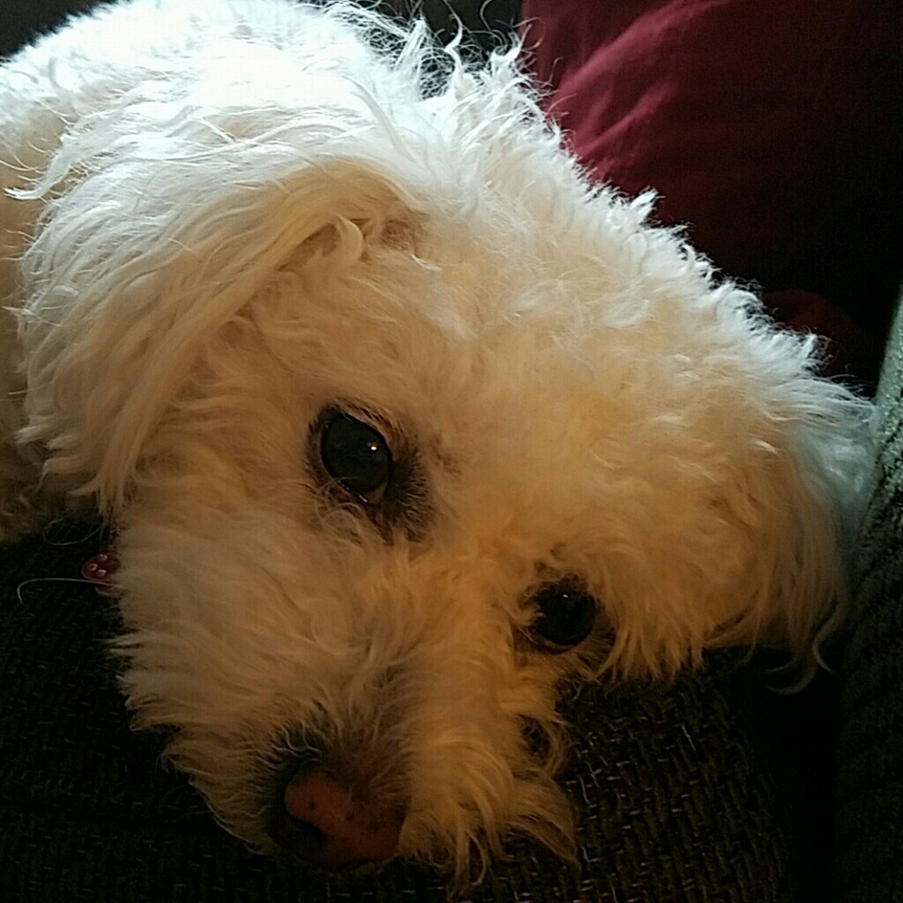 Meet your Posher, Heidi