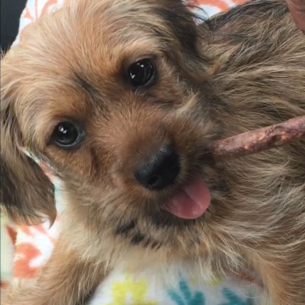 Hi I'm Paisley!