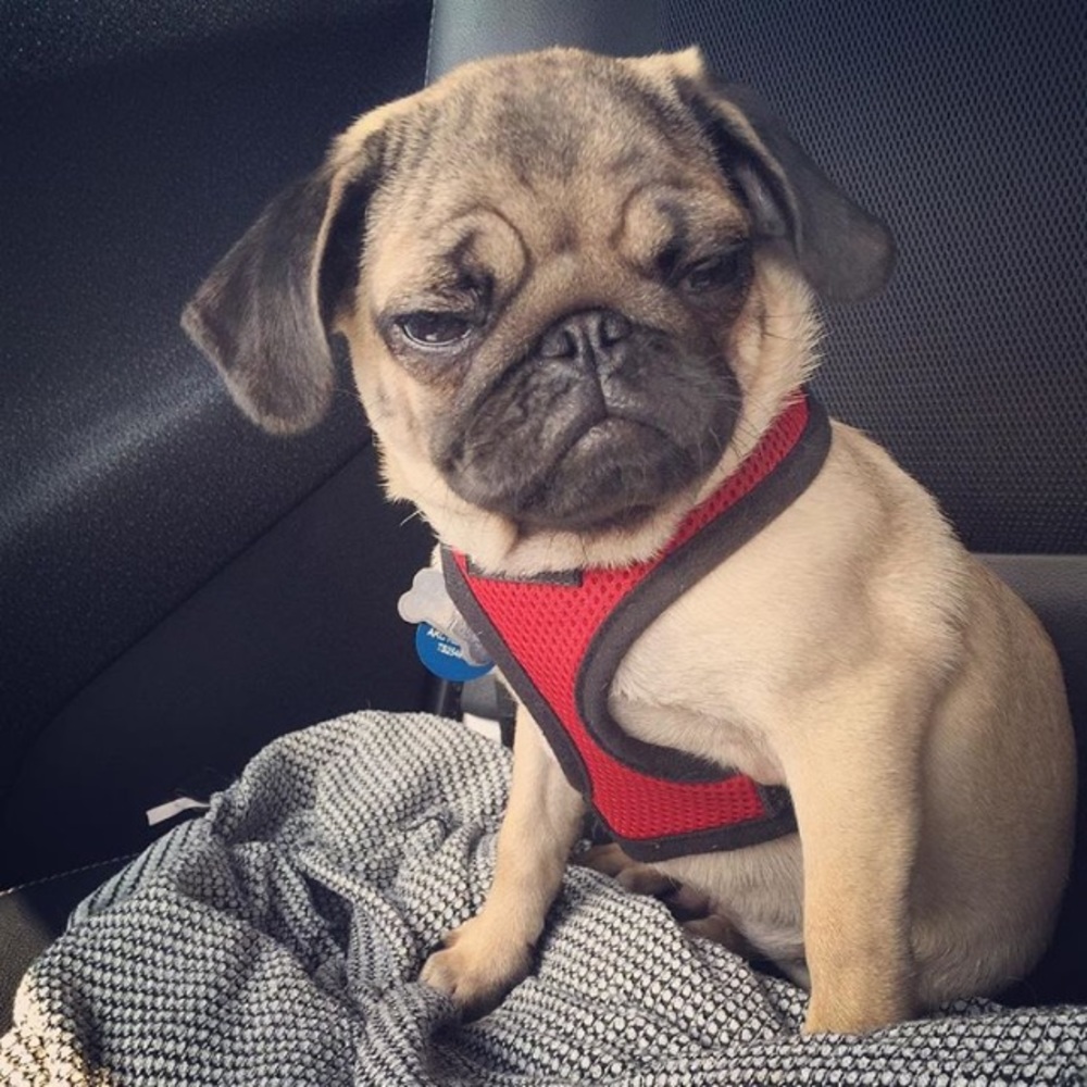 Meet your Posher, Cyan