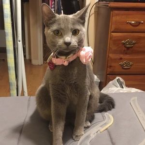 Meet your Posher, Tammy