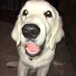 Meet your Posher, Josie