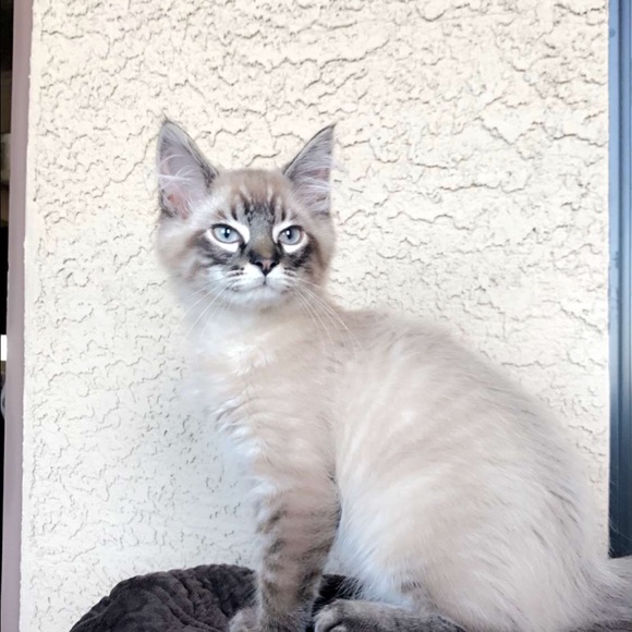 Meet your Posher, Mariam - Picture 1 of 1