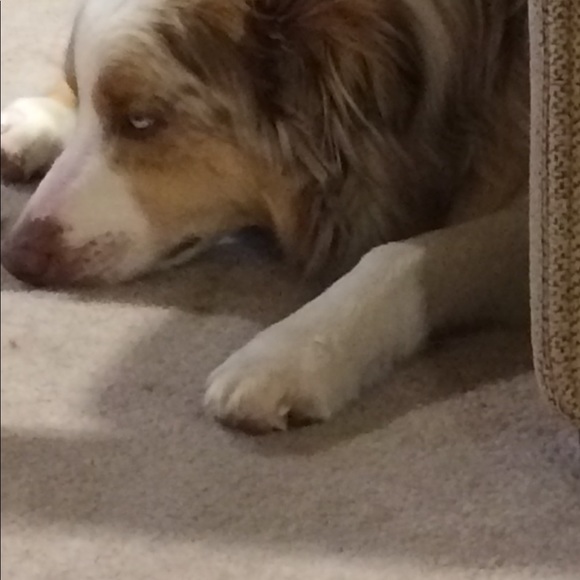 Meet your Posher, Josiah - Picture 1 of 1