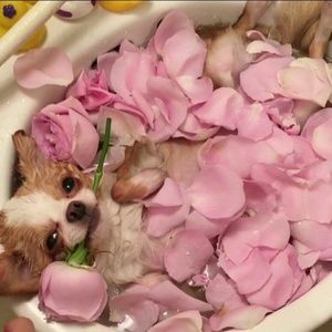 Meet your Posher, Marisol