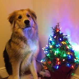 Meet your Posher, Justin