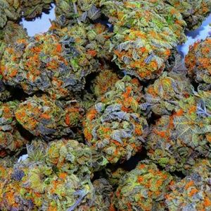 Meet your Posher, Zack