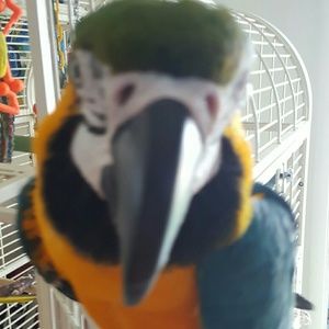 Meet your Posher, Cherie