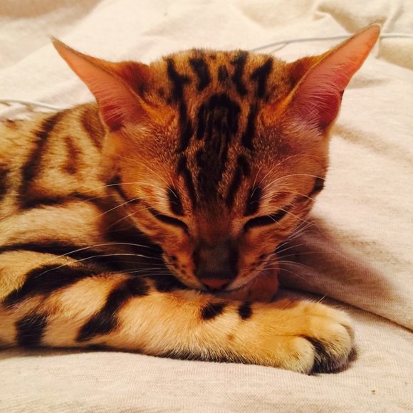 Meet your Posher, Nicole - Picture 1 of 1