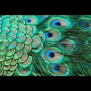 Meet your Posher, Angelica