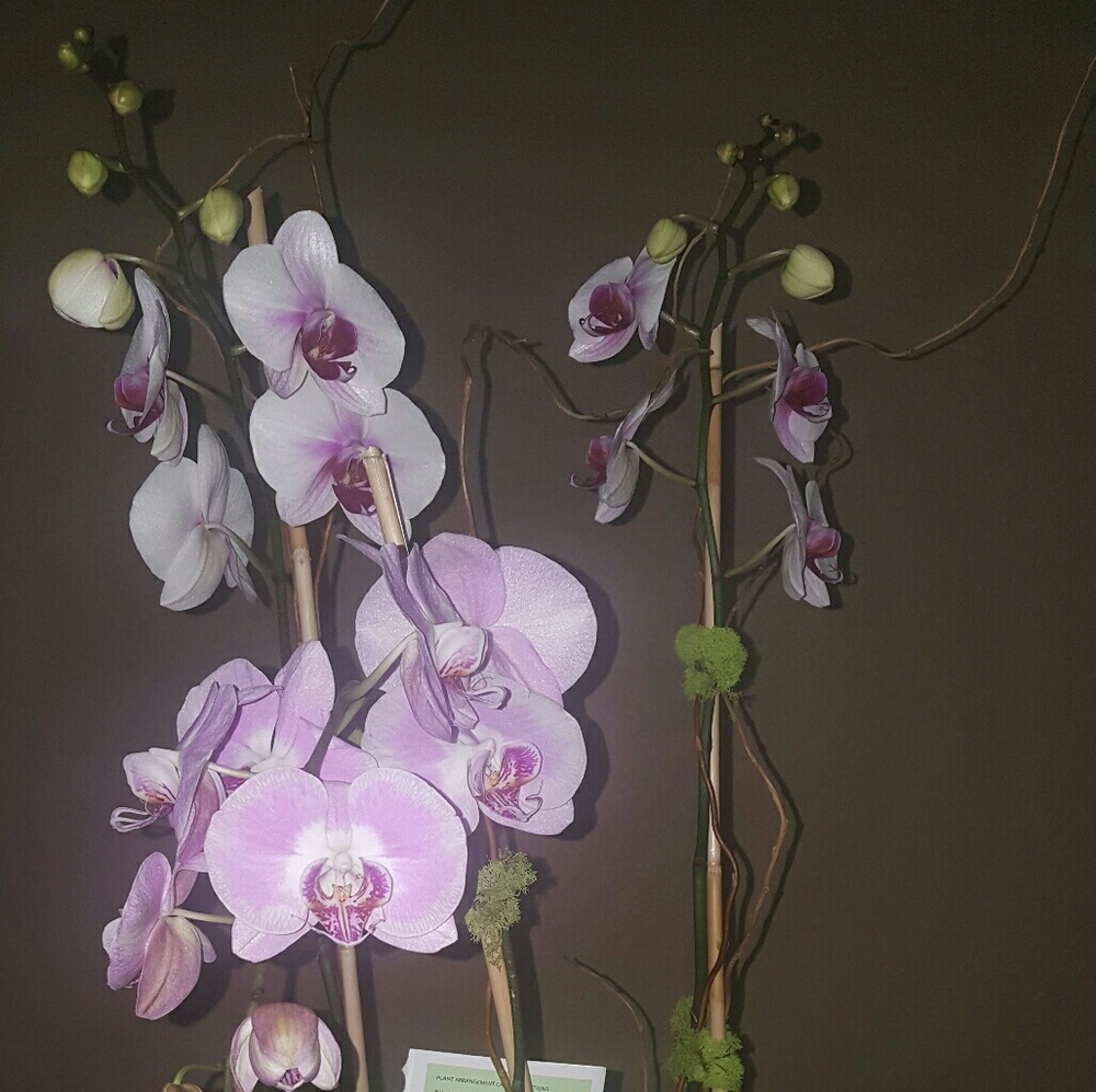 Meet your Posher, Tatiana