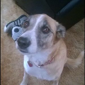 Meet your Posher, Desiree