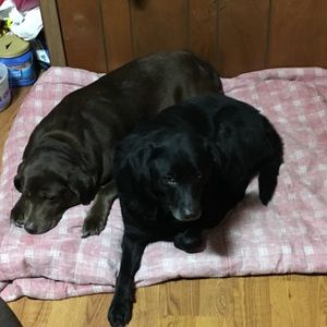 Meet your Posher, Aliya