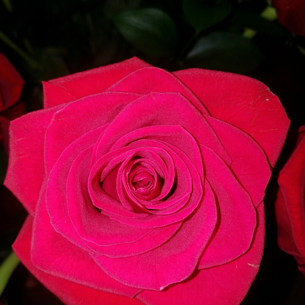 Meet your Posher, Ree