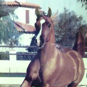 Meet your Posher, Dana