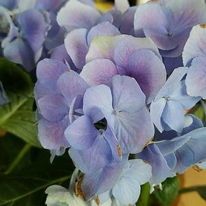 Meet your Posher, Elvia