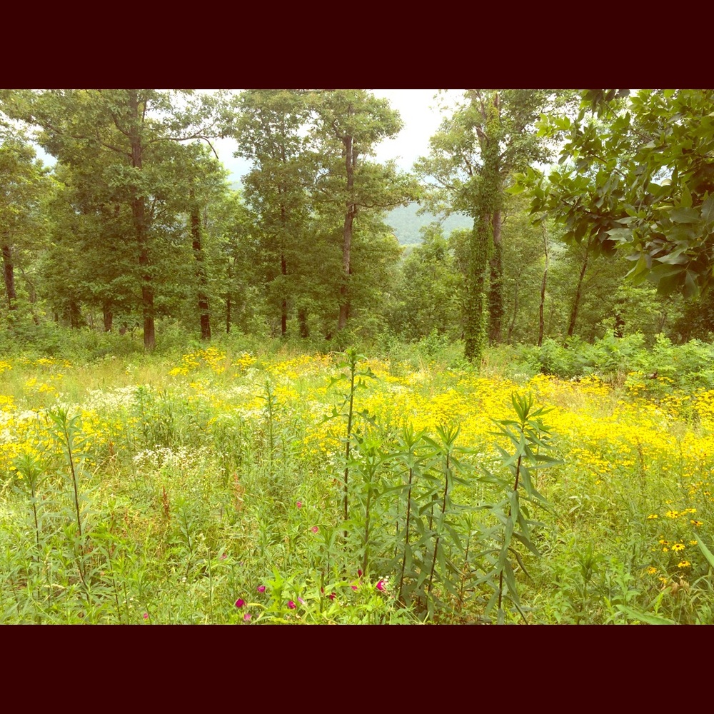 Meet your Posher, Caley