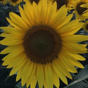 Meet your Posher, Heather