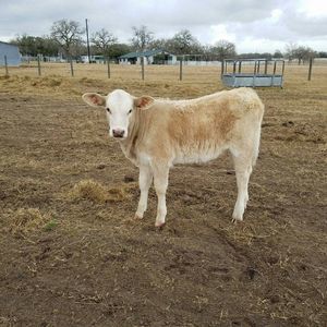 Meet your Posher, Fabiola