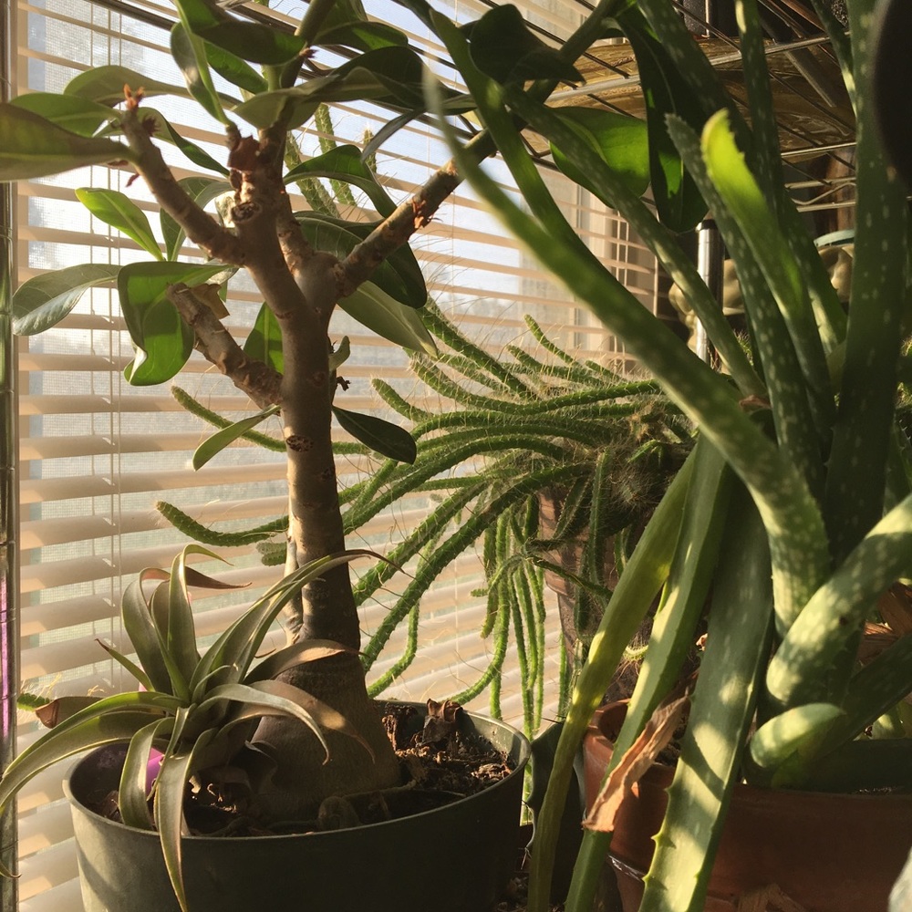 Meet your Posher, Zee