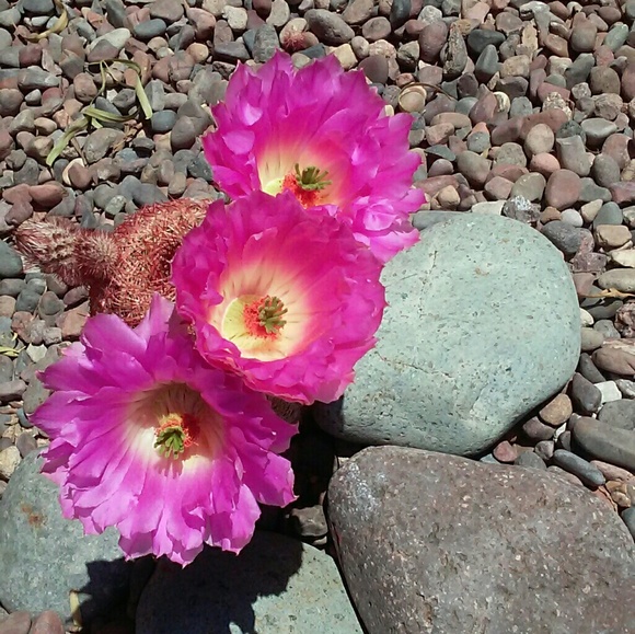 Meet your Posher, Christine - Picture 4 of 4