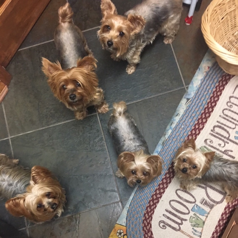This is our little Yorkie FAM!!!