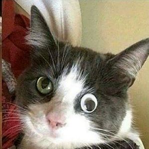 Meet your Posher, Jacob