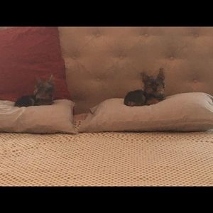 Meet your Posher, Azalee