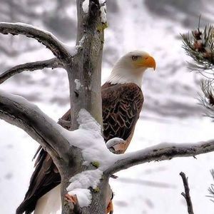 Meet your Posher, Martha