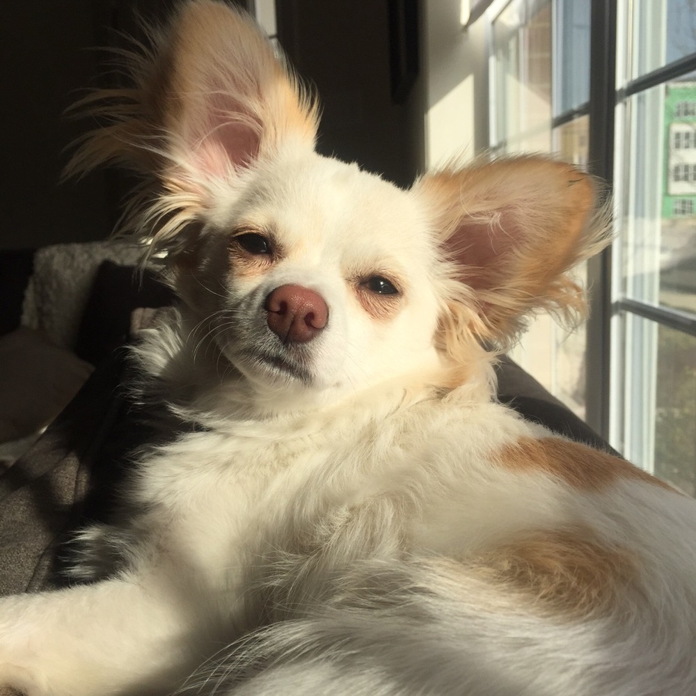 Happy Friday Dolls! Bella says hi! ☀️🐶 😘✌️❤